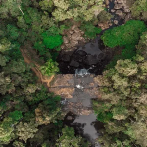 Monitoreo de Bosques con Google Earth Engine
